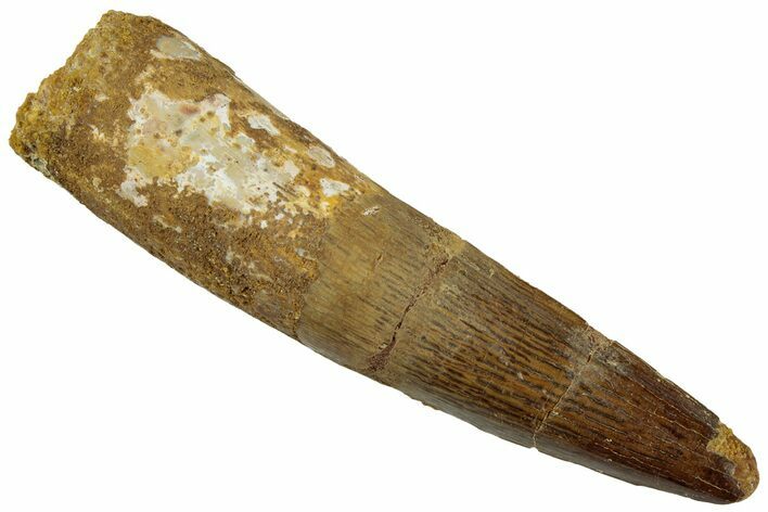 Fossil Spinosaurus Tooth - Real Dinosaur Tooth #319023